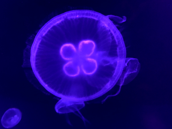 jellyfish at Sea Life Aquarium